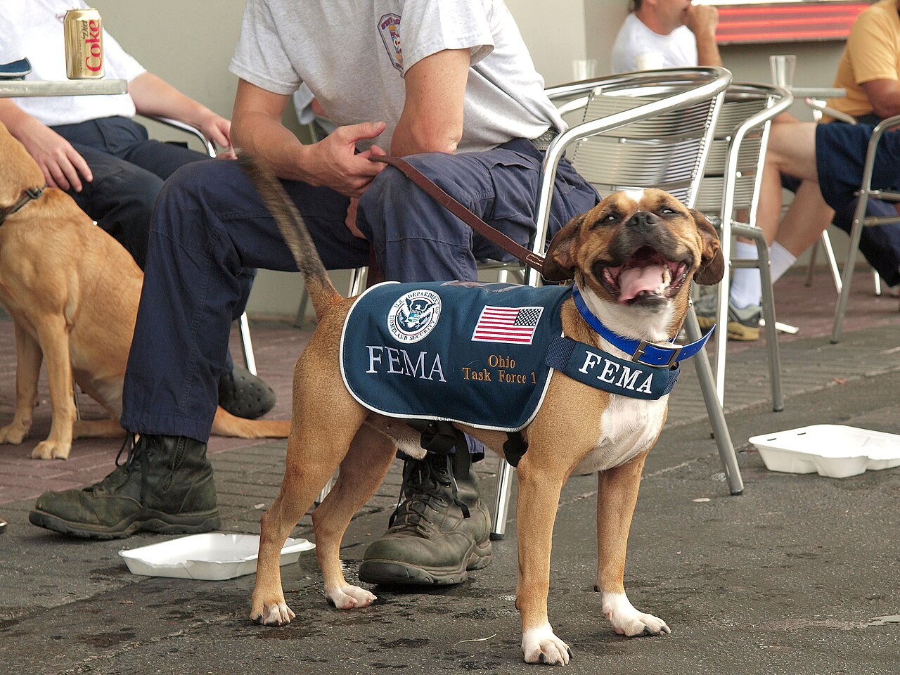 A FEMA urban search and rescue dog standing ready at a staging area