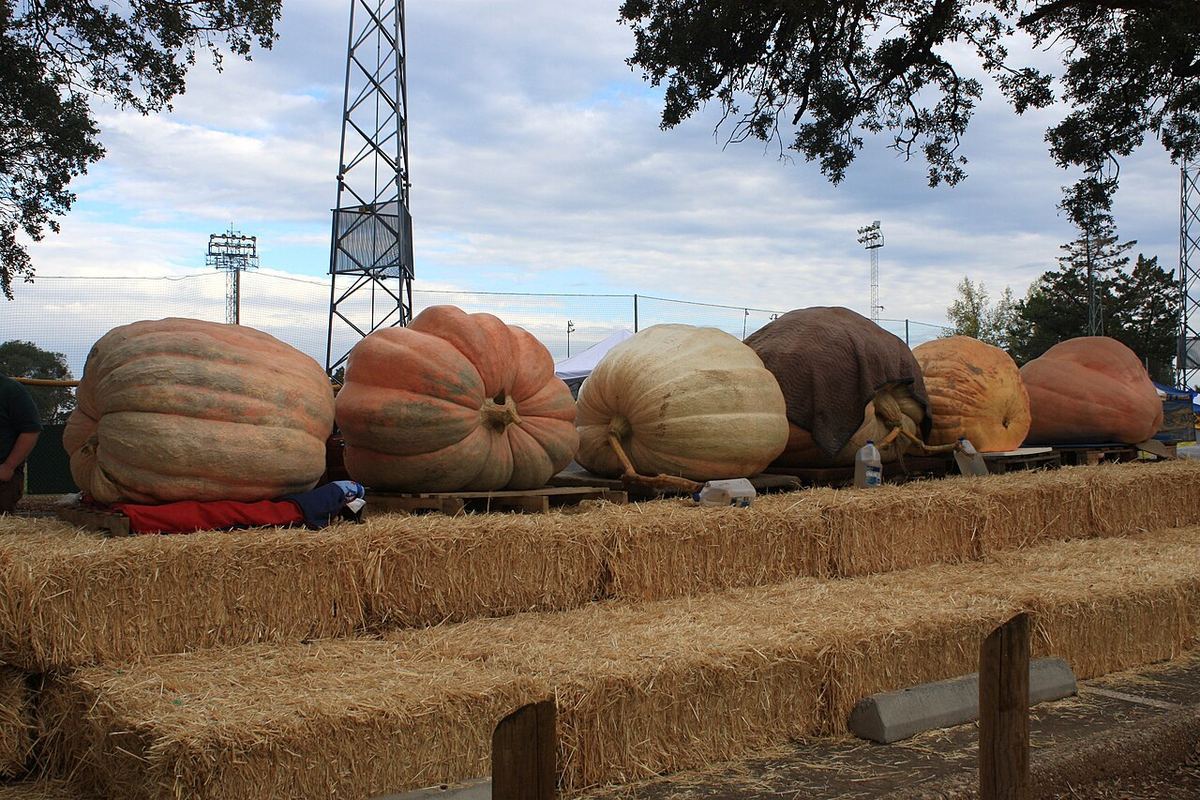 A row of enormous orange and tan pumpkins sitting on pallets above hay bales at an outdoor autumn festival