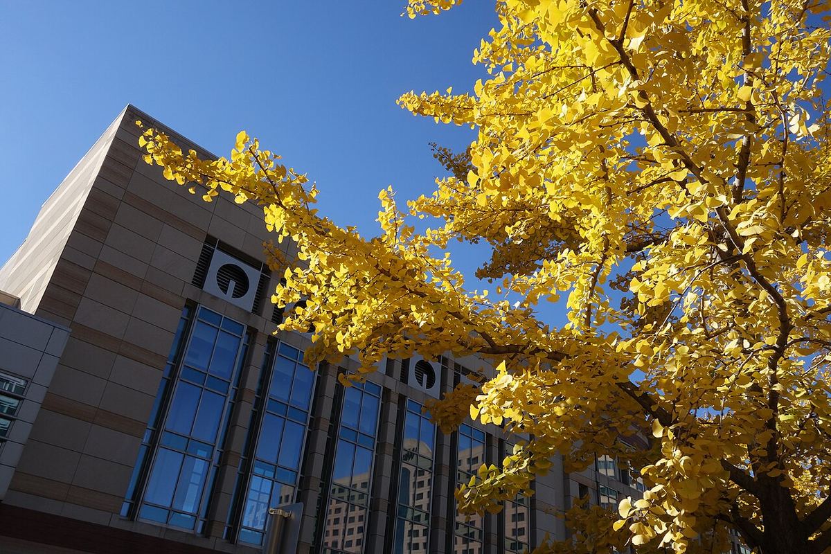 A golden-yellow ginkgo tree in fall color in front of the Indiana Convention Center under a deep blue sky