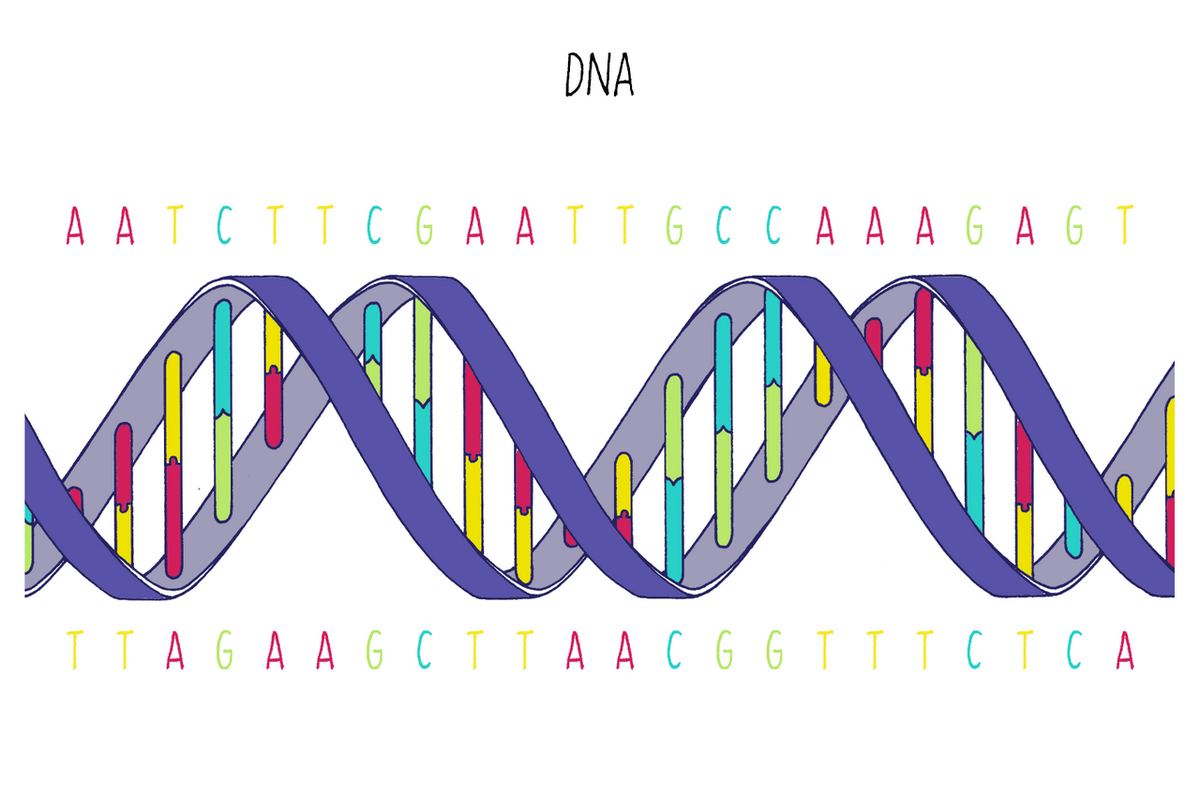 A colorful diagram of DNA's twisted double helix, with the letters of its genetic code along each strand