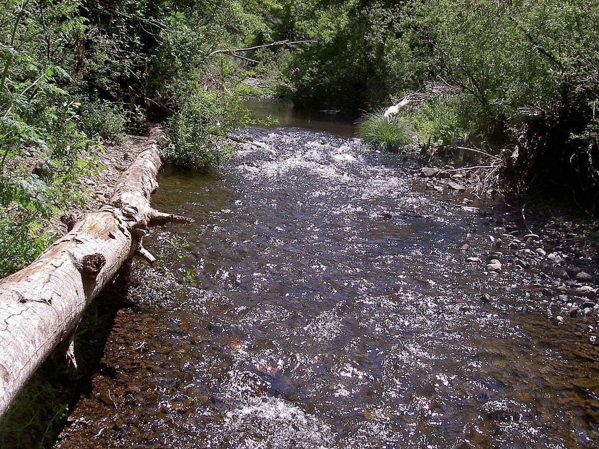 A shallow, rocky stretch of Lagunitas Creek running between green trees and a fallen log in Marin County, California